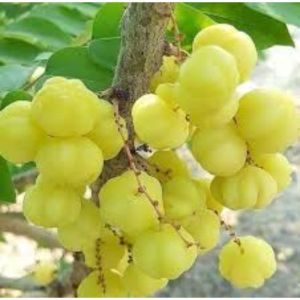 buah ceremai  seger bngt  buah ceremai/cereme buah ceremai 1 kg seger pfress jumbo murah meriah