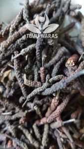 Cabe Puyang 100gr atau Cabe Jawa Kering Organik - Asli Gunung
