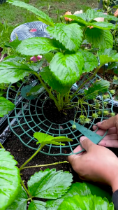 Khay đỡ trồng cây dâu tây rau diếp không chạm đất trồng rau thân mềm sạch cát