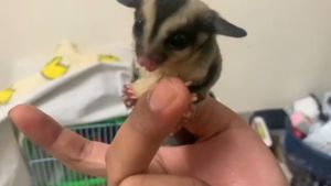 Sugar Glider Dried Mix Fruit /Sugar Glider Dried Food 蜜袋鼯美味水果干