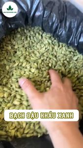 Hạt bạch đậu khấu xanh 1kg thảo quả xanh thơm gia vị tẩm ướp món ăn tốt cho sức khỏe