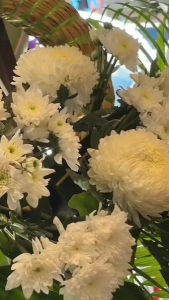 โอเอซิส CNP ขายยกลัง 1 ลังมี20ก้อน ราคา229บาท