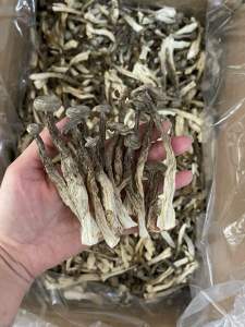 Nấm Lộc Nhung Khô [ Loại 1] Nguyên Cây Không Vụn- Bồi Bổ Sức Khoẻ.