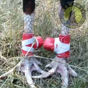 SEMPATI Bungkus Jalu Ayam Bangkok 1 Set Sepasang Isi 2 pcs Pelindung Taji Ayam Sarung Jalu Tutup Pengaman Kaki Ayam Bangkok Laga