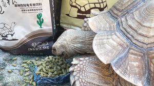 INCH-GOLD Desert Tortoise Food 500g Tortoise Feed 2.5kg Sulcata Food 10kg Grain High Fiber Tortoise Food 陆龟龟粮 陆龟饲料 苏卡达龟粮 陆龟饲料10kg