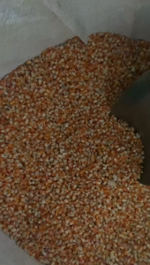 Pakan Burung Merpati Jagung Kristal Termurah