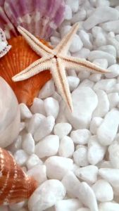 สินค้าส่งเร็ว DIKALU COCO VENUS อายแชโดว์ 35 สีเนื้อดินน้ำมันสีสวยติดทน พร้อมส่ง แท้