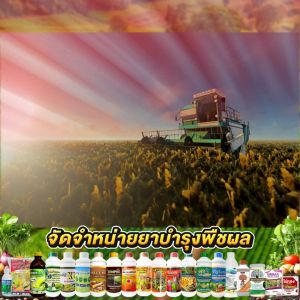 พริกสวยเต็มต้น แตกดอกเต็มที่ ผลผลิตเต็มต้น ติดดอกเร็วกว่า เซ็ตสวนเล็ก