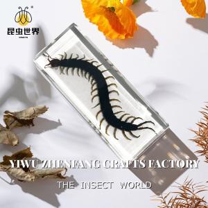Educational Insect Specimen