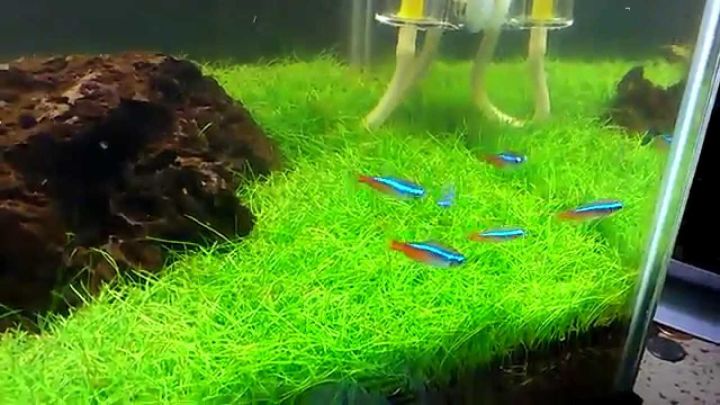 carpet plants for aquarium hairgrass 1 tubh 4x6
