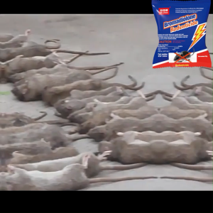 100 Miles No Mice HD Rat killer poison Rat bait poison Rat killer for homehighly effective formula fast results indoors and outdoors targets hidden rodent infestations safe placement for home warehouse and garden pest control Rat killer Rat poison