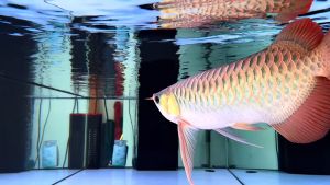 LED โคมไฟพิพิธภัณฑ์สัตว์น้ำ TH2LED Aquarium Light Waterproof Aquatic Plant Light Aquatic Decor Ikan Lampu Akuarium