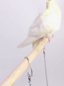 โซ่นก สแตนเลส ยืนยันยาว ห่วงขานก ครวชู้ โซ่คล้องขานก คอน