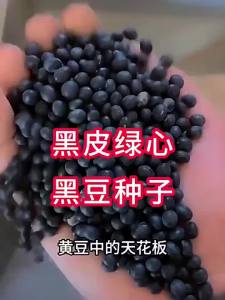 YIFANGYOUTA | Organic Non-GMO Green Core Black Beans For Soy Milk And Kidney Support