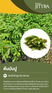 จิตตรา ต้นพันธุ์ผักมันปู ปักชำสูง 60-80 ซม. พร้อมส่ง เครมฟรี ต้นพันธุ์ผักพื้นบ้าน สมุนไพรไทย