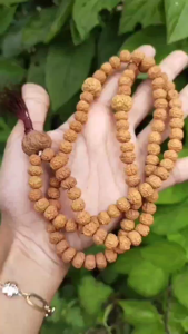 TASBIH 99 JENITRI RUDRAKSHA TRIDATU 99 BUAH