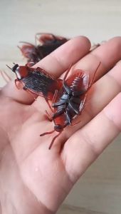 20Pcs Prank Toy Simulation Cockroach Centipede Scorpion Scary Props Weird Toys Crawling insect Lootbag Filler / Paninda