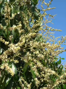 จะเด็ด มะม่วง อะมิโนคีเลต+สาหร่ายทะเล+ไคโตซาน+น้ำตาลทางด่วน เปิดตาดอก ดึงดอก กระตุกดอก