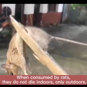 ✨️Rats die outdoors and dont need to be cleaned up ✨️rat poison killer racun tikus paling kuat ubat tikus paling kuat mati Efficacy 99.96% rat bait rat repellent 老鼠药  rat killer mouse killer