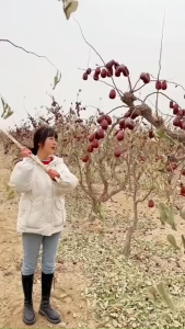 Táo Đỏ Tân Cương Chính Hãng. Hạt Nhỏ Đều Đẹp - Ngon Ngọt Dẻo Tự Nhiên.Túi 250G.500G.1Kg||HAMIFOODS