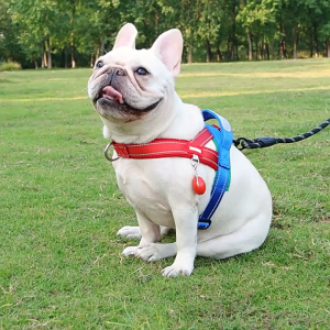 ปลอกคอสุนัข สายรัดอกสัตว์เลี้ยง สายรัดทรง Y พร้อมสายจูง Dog collar pet harness ป้องกันการกระชาก ดีไซน์สวยงาม ทันสมัย และโดดเด่น