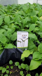 【90’s Popular🔥】Keladi Tikus STF 100% Asli | Produk Herba Tradisional Berdaftar MAL | Original HQ Ready Stock