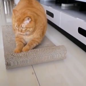 ที่ลับเล็บแมว ที่ลับเล็บแมวราคาถูก แผ่นลับเล็บแมว แผ่นฝนเล็บแมว ที่ฝนเล็บแมว ของเล่นแมว ของเล่นสัตว์เลี้ยง