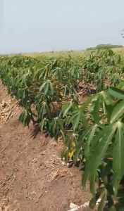 ผงดำ KGA เป็นสารเสริมประสิทธิภาพกึ่งฮอร์โมน