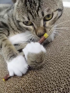 Cat Catnip Sticks Silvervine Teeth Cleaning Organic Catnip Natural Organic Plant  Matatabi Chew Sticks Treat Toy