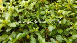 Ludwigia Brevipes 大红梅/10 stems-Emerge水上叶/ Aquatic Plants/Tumbuhan Akuatik