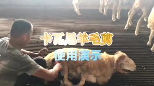 3500W Gunting Wol Domba: Alat Gunting Cukur Bulu Kambing & Pemangkas Ketam Listrik