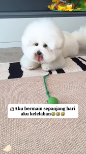 Smart Rotating Ball Mainan Kucing Anjing Bola Listrik Interaktif Otomatis LED Laser USB Rechargeable Bola Pintar Hewan Peliharaan Anti Stres Cat Rolling Ball Mainan Ekor Tikus Bergerak Sendiri Tali Mainan Pet Toy Cerdas