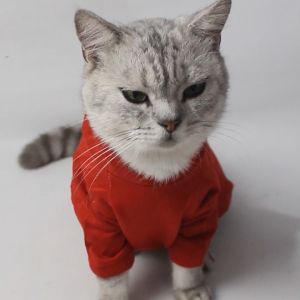 Baju Kucing Cewek Cowok Lucu Murah Gratis Ongkir Murah 5 ribu - BUKI HOODIE CNY 2024 EDITION