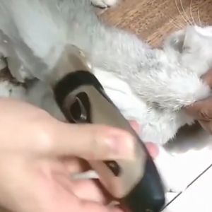 Alat Cukur Bulu Kucing Anjing Elektrik Pencukur Bulu Kucing Anjing Pet Clipper 4 in 1