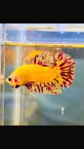 (PROMO) yellow vanda ( Mutasi awal) MALE/JANTAN /Grad Abest Quality +