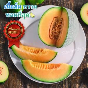 เมล่อน มาชิตะ ตาข่ายเขียว เนื้อส้ม หวาน หอมสะดุด