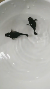 🖤 Black Balloon Molly – Premium Fancy Molly Fish 🖤