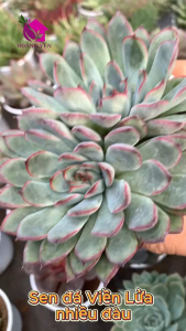 sen đá size trung lựa mẫu theo yêu cầu già vượt size cây khỏe Lỗi 1 đổi 1