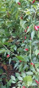 Newly Discovered Chili Variety Seeds: Mild HOT Chili Pepper Capsicum