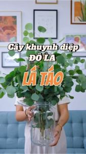 Cây Khuynh Diệp Đô La Lá Táo JUN GARDEN Silver Dollar Kèm Hướng Dẫn Cách Chăm Sóc Tại Sài Gòn Và Khí Hậu Miền Nam