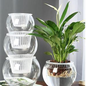 TEKANAI | Glass Hydroponic Vase
