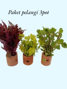 paket hemat tanaman aquascape paket pelangi isi 3 pot