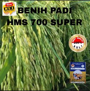 BENIH PADI HMS 700 SUPER UNGGUL BERKUALITAS 1KG
