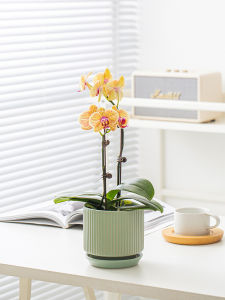 Elegant Ceramic Plant Pot for Dracaena And Orchids with Tray Simple White Design Luxury Feel Home Decor Green Plant Pots