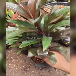 Cây Phát Tài Đỏ Cây Huyết Dụ đỏ cực đẹp