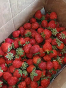 BIBIT STRAWBERY (STROBERI) SUPER (MANIS)