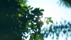 LEMOISTAR LIMO FW1 8 Inch Small Wall Mounted Fan with Remote Control AC/DC(12V) 90°Oscillating 4 Speeds Timer