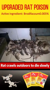 All the rats died 5 km away】 50g the strongest mouse poison 200% mouse killer rat poison rat killer valid rat bait rat poison mouse killer rat medicine 灭鼠诱bait rat killer the most powerful rat medicine die rat bait 老鼠药
