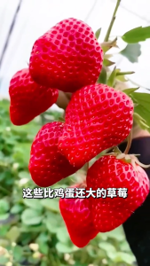 PROMO!!! benih buah stroberry merah jumbo // benih buah stroberry putih manis pol kemasan original