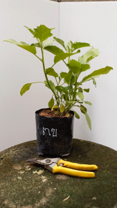 ต้นมะเขือไข่เต่า สีขาว ส่งพร้อมถุงเพาะ5.5นิ้ว มะเขือไข่เต่า ลูกสีขาว